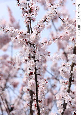 杏子の花 杏子の花 115260280