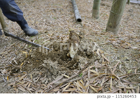 たけのこ 115260453