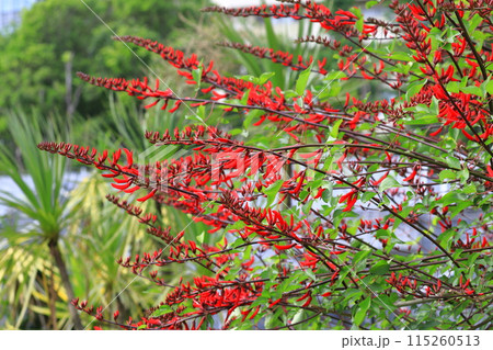 満開の珊瑚刺桐（サンゴシトウ） 115260513