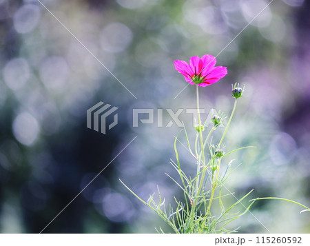 コスモス畑に咲くピンク色のコスモス 115260592