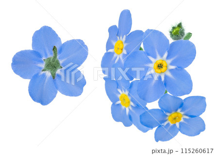 forget-me-not flowers isolated on white background. Top view. Flat lay 115260617