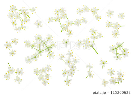 Elderberry flower or Sambucus nigra isolated on a white background. 115260622