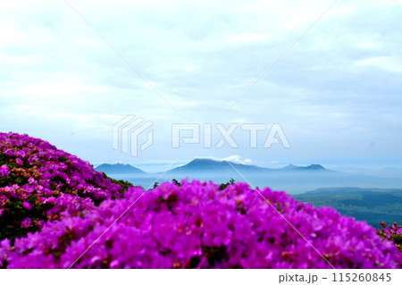 ミヤマキリシマと雲海に浮かぶ阿蘇五岳 ミヤマキリシマと雲海に浮かぶ阿蘇五岳 115260845