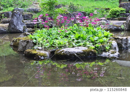 池に浮かぶクリンソウ 四十八滝山野草花園 池に浮かぶクリンソウ 四十八滝山野草花園 115260848