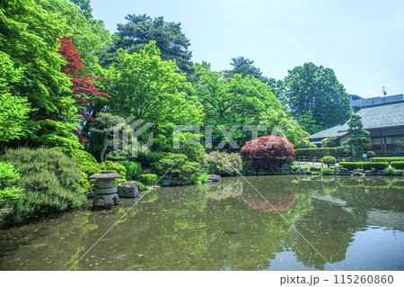 新緑のもみじ公園 新緑のもみじ公園 115260860