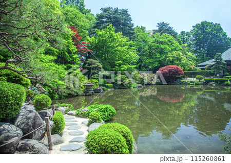 新緑のもみじ公園 新緑のもみじ公園 115260861