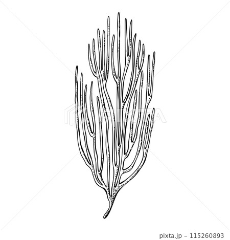 Sea fan coral reef underwater organizm. Hand drawn vector illustration isolated on white background. Graphic black and white sketch style. For clip art decor package icon Sea fan coral reef underwater organizm. Hand drawn vector illustration isolated on white background. Graphic black and white sketch style. For clip art decor package icon 115260893