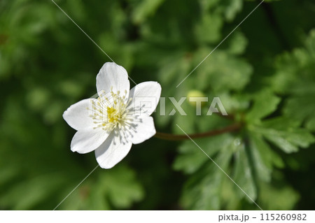 ニリンソウ(二輪草) ニリンソウ(二輪草) 115260982