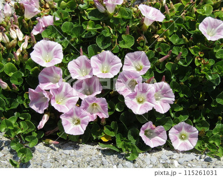 桃色の海岸からの夏知らせ 桃色の海岸からの夏知らせ 115261031