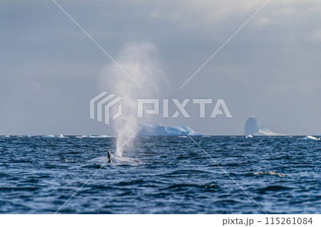 Sleeping Humpback whale in the Graham passage 115261084