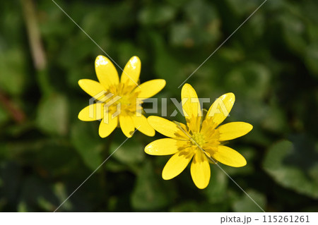 ヒメリュウキンカ（姫立金花） 115261261