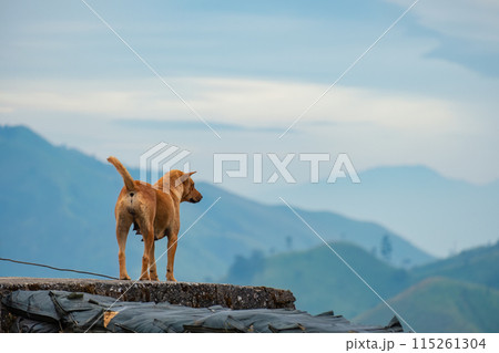 Brown street dog standing on mountain and looking at something in countryside Brown street dog standing on mountain and looking at something in countryside 115261304