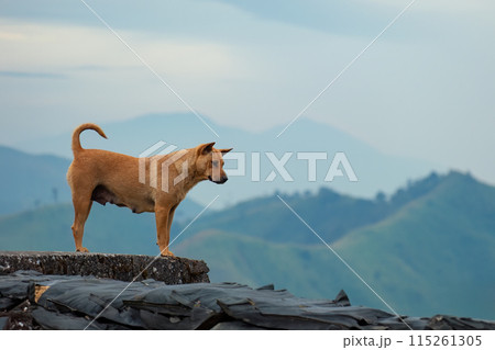 Brown street dog standing on mountain and looking at something in countryside 115261305