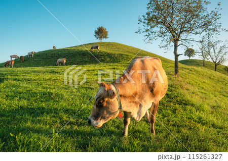 Big cow grazing with iconic tree on hill in summer at Switzerland 115261327