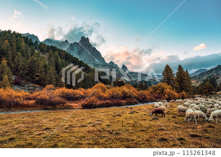 Landscape of Claree valley with Massif Des Cerces and flock of sheep grazing on pasture in autumn at France 115261348