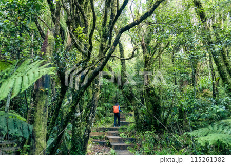 Old growth forest with female tourist hiking on wooden path in Egmont national park, New Zealand 115261382