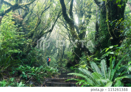 Woodland lush tropical rainforest with female tourist hiking on wooden path leading through it Woodland lush tropical rainforest with female tourist hiking on wooden path leading through it 115261388