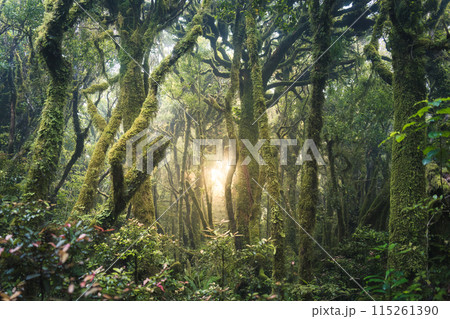 Mysterious woodland lush tropical rainforest with sunlight shines 115261390