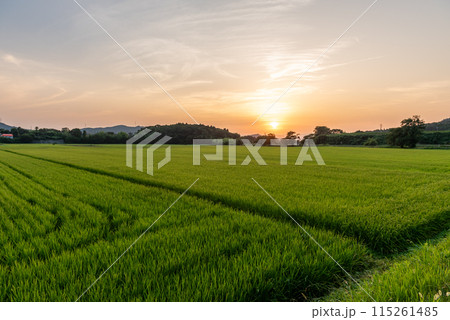 Beautiful green rice fields in sunset. Shiga Prefecture, Japan. Beautiful green rice fields in sunset. Shiga Prefecture, Japan. 115261485