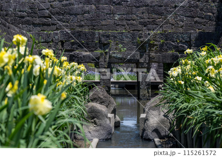 玉名の花スポット裏高瀬川に咲く花肥後菖蒲の風景 115261572