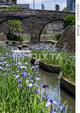 玉名の花スポット裏高瀬川に咲く花肥後菖蒲の風景 115261583