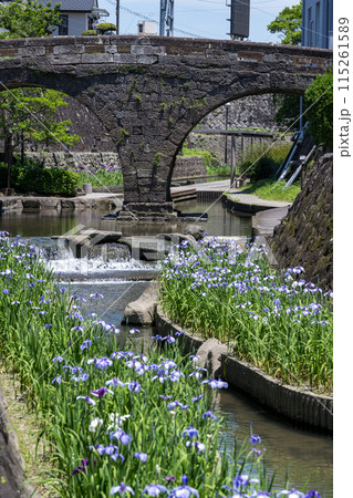 玉名の花スポット裏高瀬川に咲く花肥後菖蒲の風景 玉名の花スポット裏高瀬川に咲く花肥後菖蒲の風景 115261589