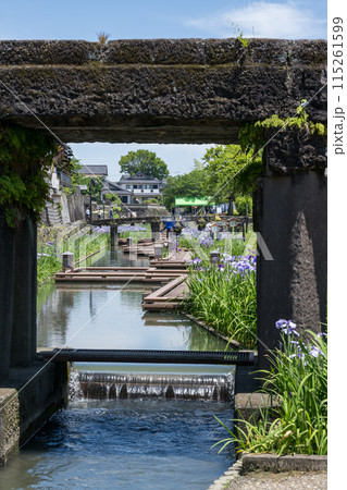 玉名の花スポット裏高瀬川に咲く花肥後菖蒲の風景 玉名の花スポット裏高瀬川に咲く花肥後菖蒲の風景 115261599
