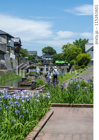 玉名の花スポット裏高瀬川に咲く花肥後菖蒲の風景 玉名の花スポット裏高瀬川に咲く花肥後菖蒲の風景 115261601