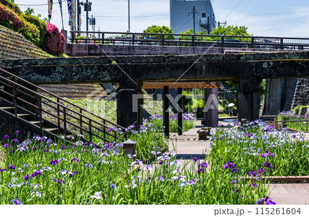 玉名の花スポット裏高瀬川に咲く花肥後菖蒲の風景 玉名の花スポット裏高瀬川に咲く花肥後菖蒲の風景 115261604