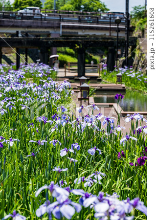 玉名の花スポット裏高瀬川に咲く花肥後菖蒲の風景 115261608