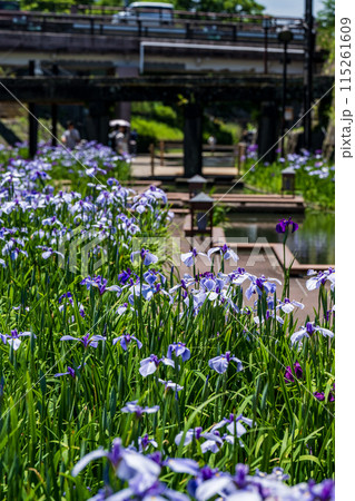 玉名の花スポット裏高瀬川に咲く花肥後菖蒲の風景 115261609