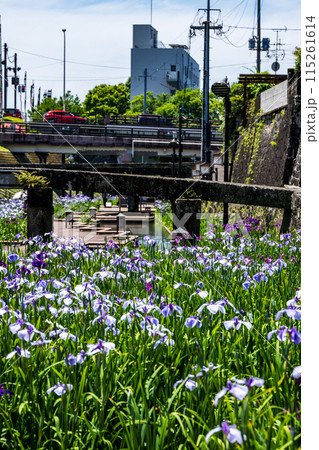 玉名の花スポット裏高瀬川に咲く花肥後菖蒲の風景 玉名の花スポット裏高瀬川に咲く花肥後菖蒲の風景 115261614