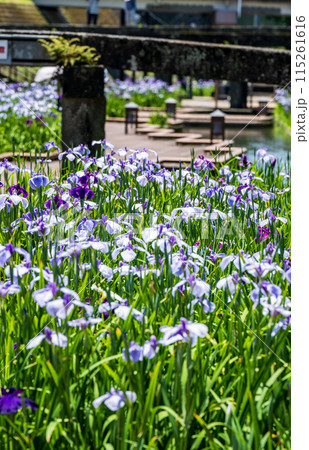 玉名の花スポット裏高瀬川に咲く花肥後菖蒲の風景 玉名の花スポット裏高瀬川に咲く花肥後菖蒲の風景 115261616
