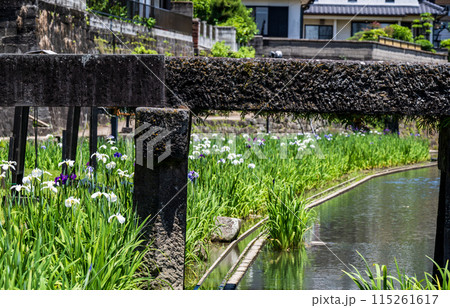 玉名の花スポット裏高瀬川に咲く花肥後菖蒲の風景 115261617