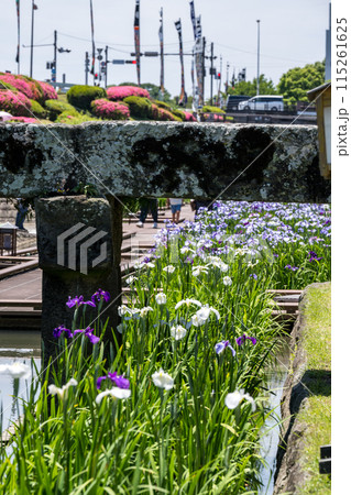 玉名の花スポット裏高瀬川に咲く花肥後菖蒲の風景 115261625