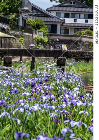 玉名の花スポット裏高瀬川に咲く花肥後菖蒲の風景 玉名の花スポット裏高瀬川に咲く花肥後菖蒲の風景 115261633