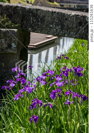 玉名の花スポット裏高瀬川に咲く花肥後菖蒲の風景 115261636