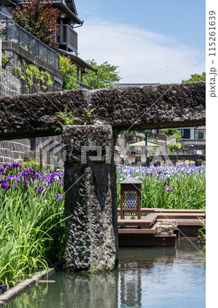 玉名の花スポット裏高瀬川に咲く花肥後菖蒲の風景 玉名の花スポット裏高瀬川に咲く花肥後菖蒲の風景 115261639