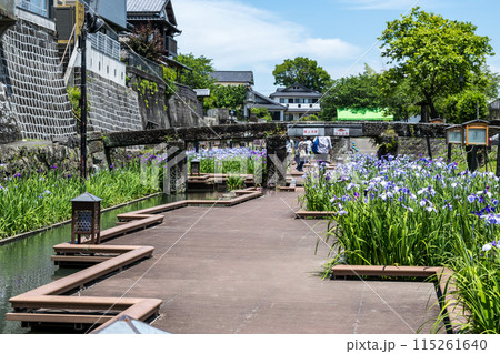 玉名の花スポット裏高瀬川に咲く花肥後菖蒲の風景 玉名の花スポット裏高瀬川に咲く花肥後菖蒲の風景 115261640