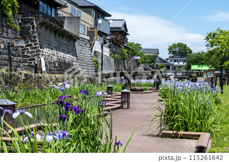 玉名の花スポット裏高瀬川に咲く花肥後菖蒲の風景 115261642