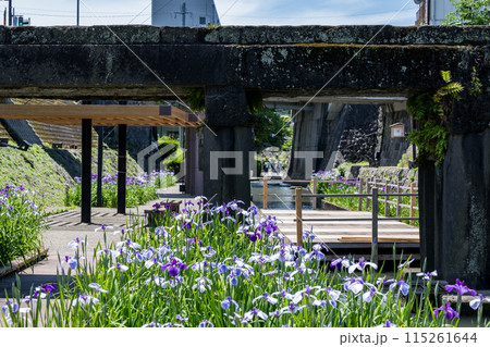 玉名の花スポット裏高瀬川に咲く花肥後菖蒲の風景 115261644