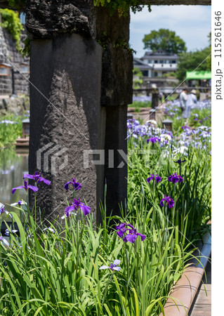 玉名の花スポット裏高瀬川に咲く花肥後菖蒲の風景 115261646