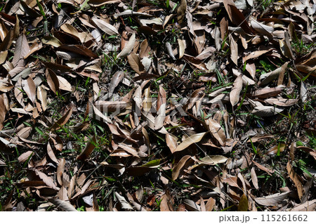 落ち葉 115261662