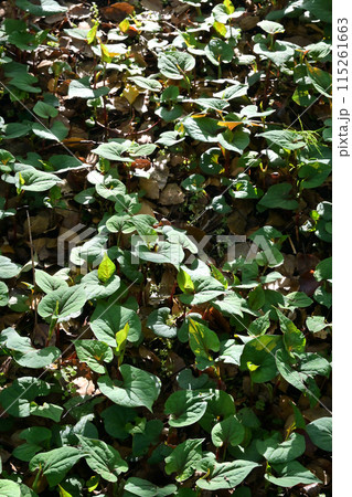 ドクダミの群生地 ドクダミの群生地 115261663