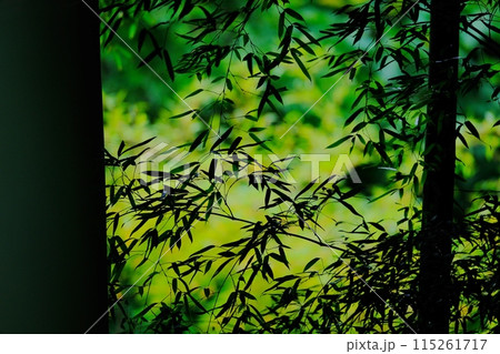 紫幹翠葉 小山田緑地公園 紫幹翠葉 小山田緑地公園 115261717
