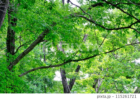 紫幹翠葉 小山田緑地公園 紫幹翠葉 小山田緑地公園 115261721
