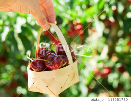 Still life of cherries in wicker basket in hand in garden 115261780