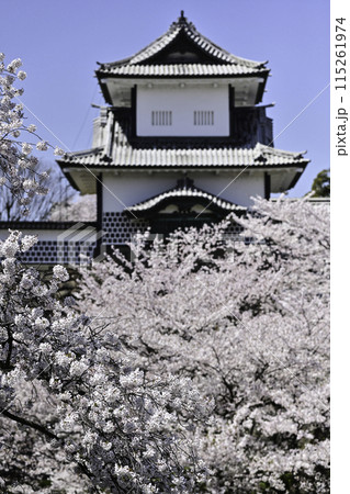 青空が広がる桜満開の金沢城公園 青空が広がる桜満開の金沢城公園 115261974