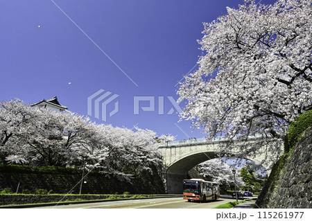 青空が広がる桜満開の金沢城公園 青空が広がる桜満開の金沢城公園 115261977