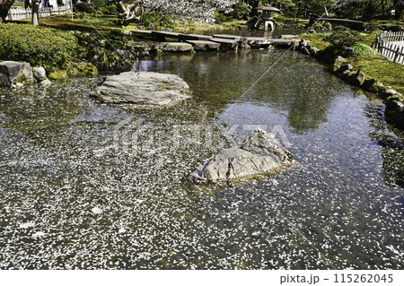 桜が満開の兼六園の春 115262045